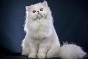 Veterinarias Sin datos  VENTA